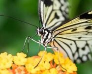 蝴蝶宝宝是怎么引起的