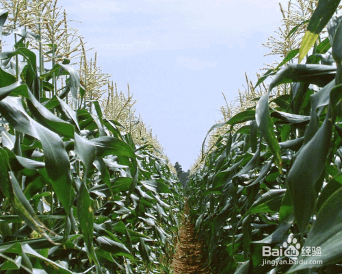 蔬菜轮作的好处及相关知识