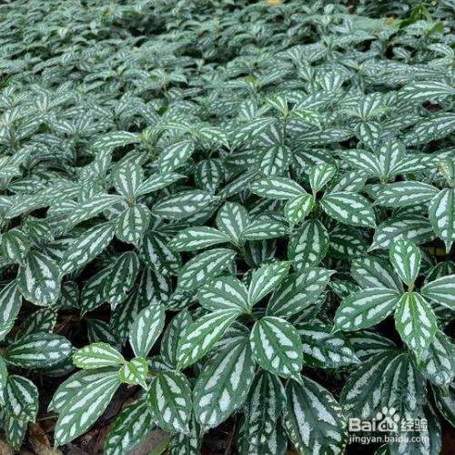 冷水花种植时需要注意什么?