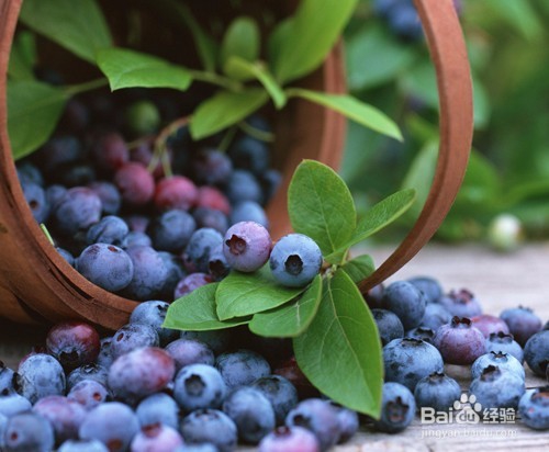 花青素究竟能有多大用