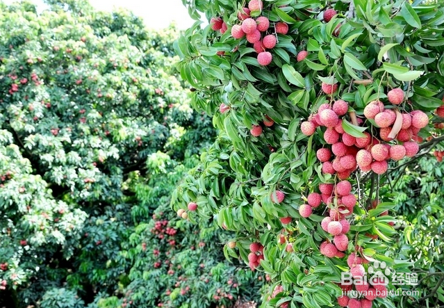 如何正确食用荔枝