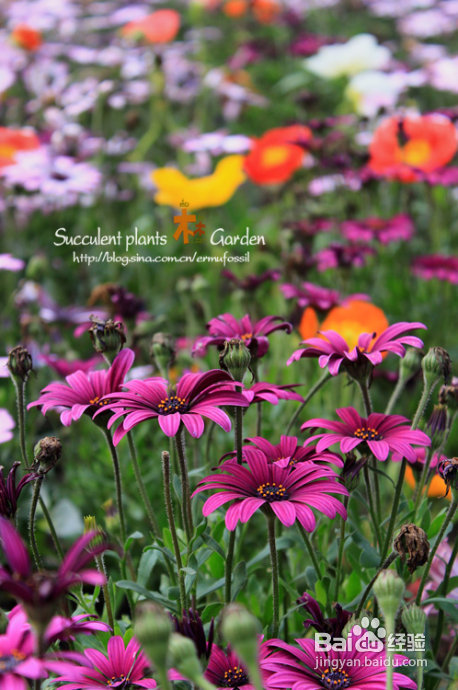 上海植物园（上）