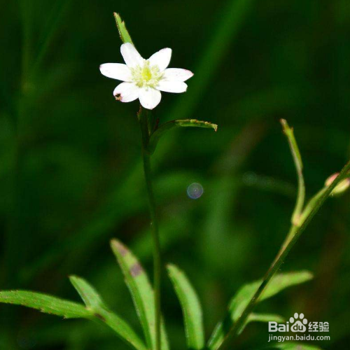草玉梅的培育方法和注意事项