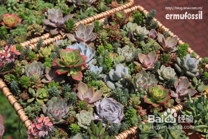 多肉植物知识 多肉植物开花 百度经验