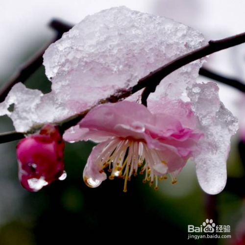 在夏天养梅花需要注意哪些？