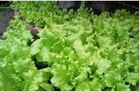 怎么瓶子种蔬菜