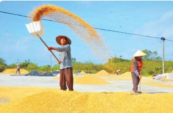 尽管晒稻谷的上一句是