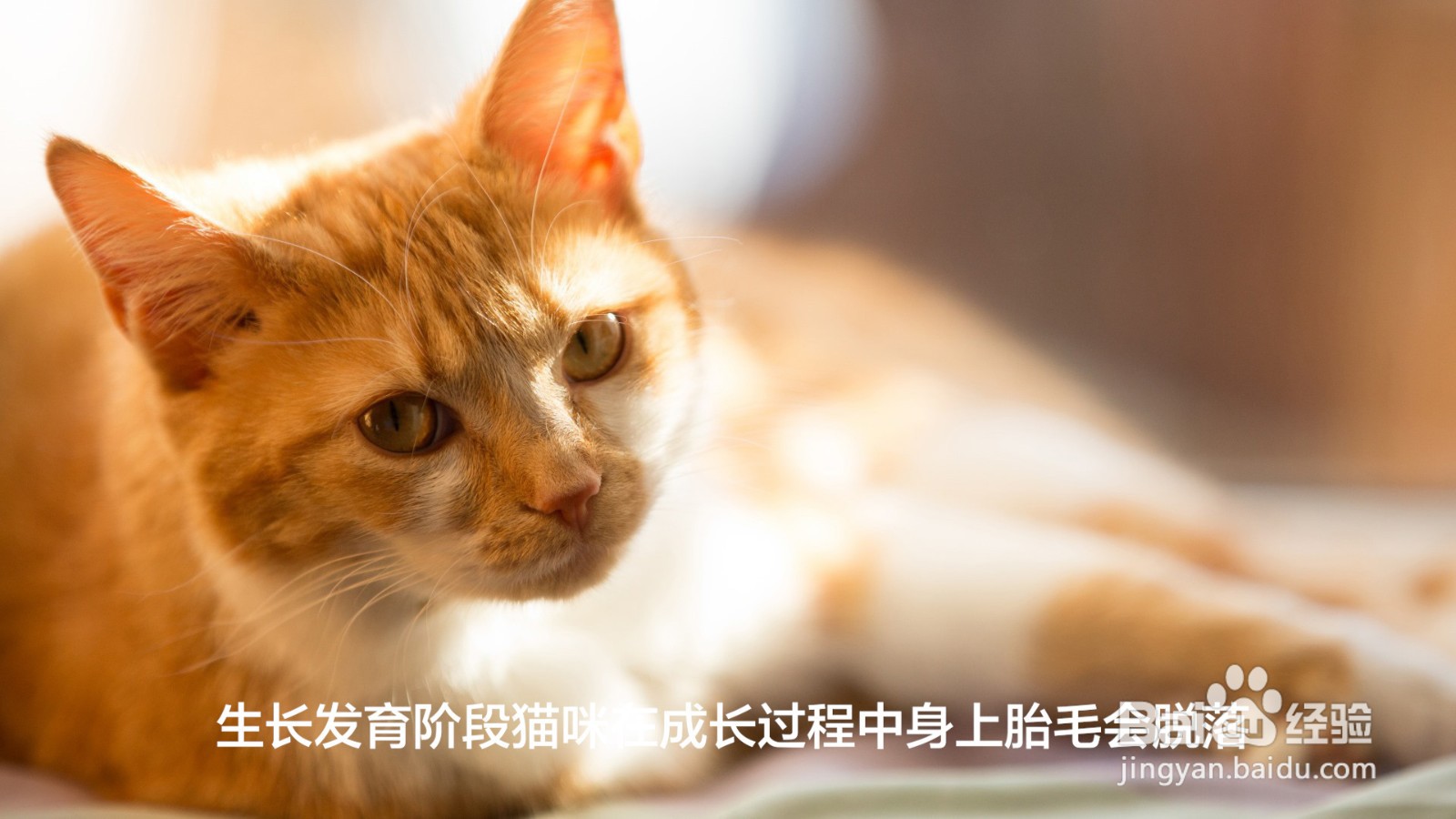 猫咪掉毛严重是什么原因