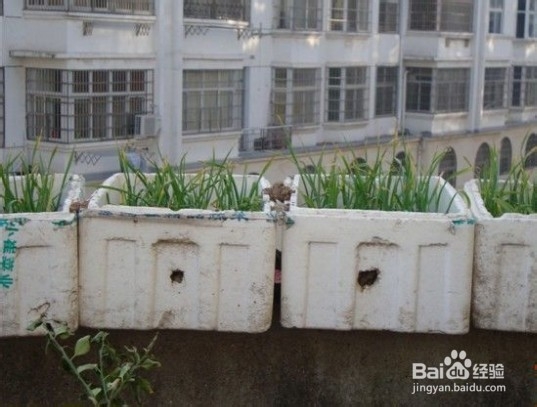 家庭种菜：[3]泡沫箱种菜方法教程