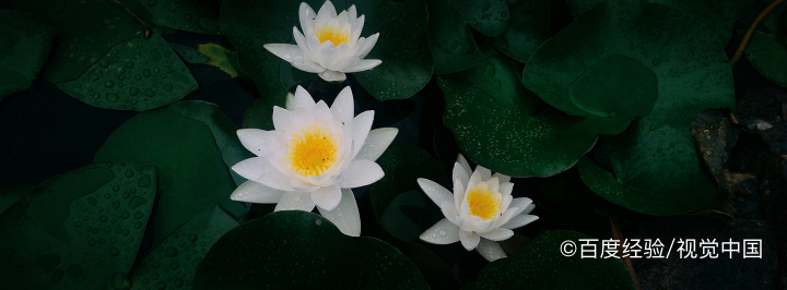 水培睡莲怎么栽种和管理