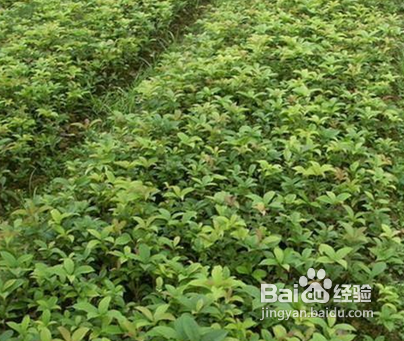 桂花主要病害的识别与防治