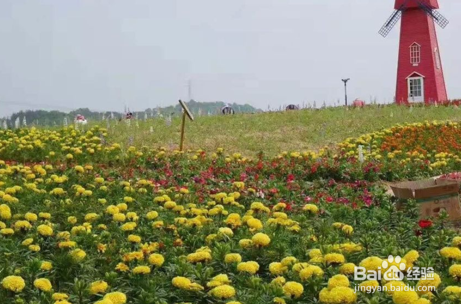 油菜花的形状像什么怎么形容