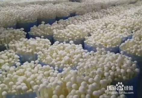 金针菇如何种植