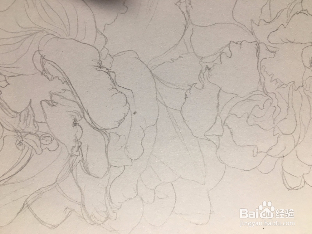 月季花的画法 月季简笔画 三朵月季的线描画教程