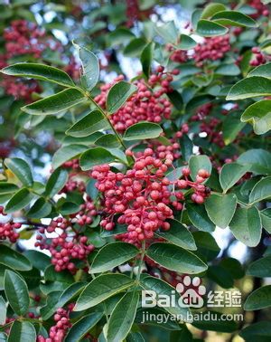 民间偏方治脱发