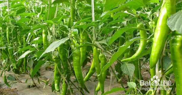 现在菜园适合种什么菜