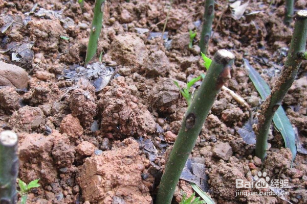 月季如何保证扦插的成活率呢？