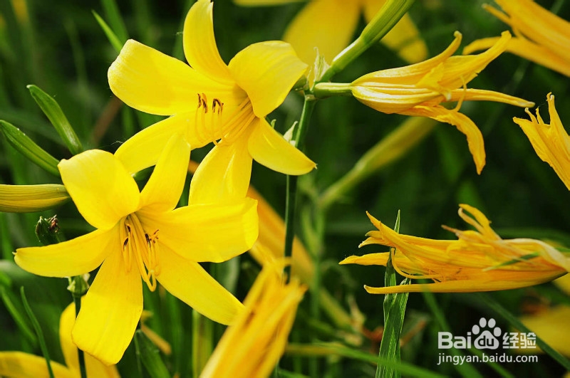 生活中常见中草药及其疗效(四)