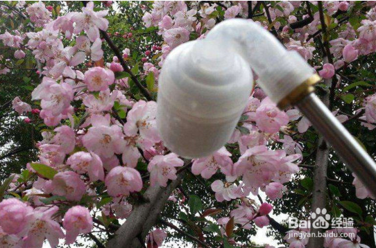 梨树人工授粉方法