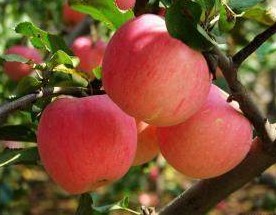 冬天苹果怎样长时间储存