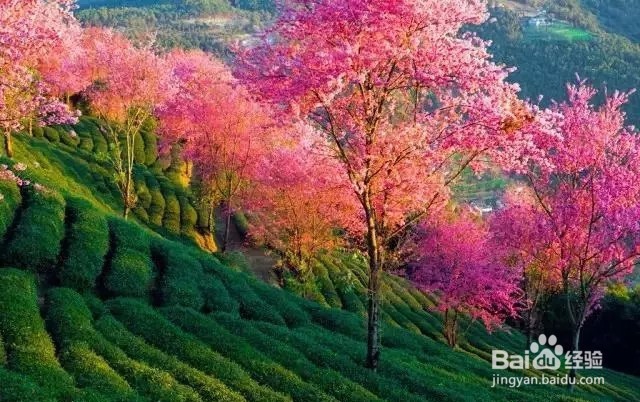 大理冬季旅游线路,冬季旅游攻略