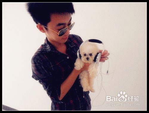 如何让固执比熊犬改正三大缺点