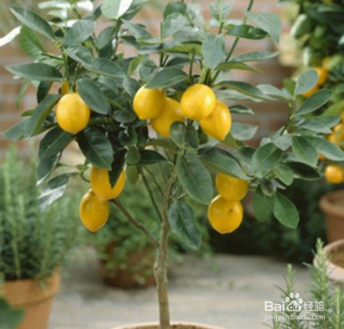 香水柠檬盆栽种植方法 百度经验