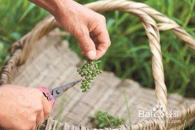 花椒树种植方法