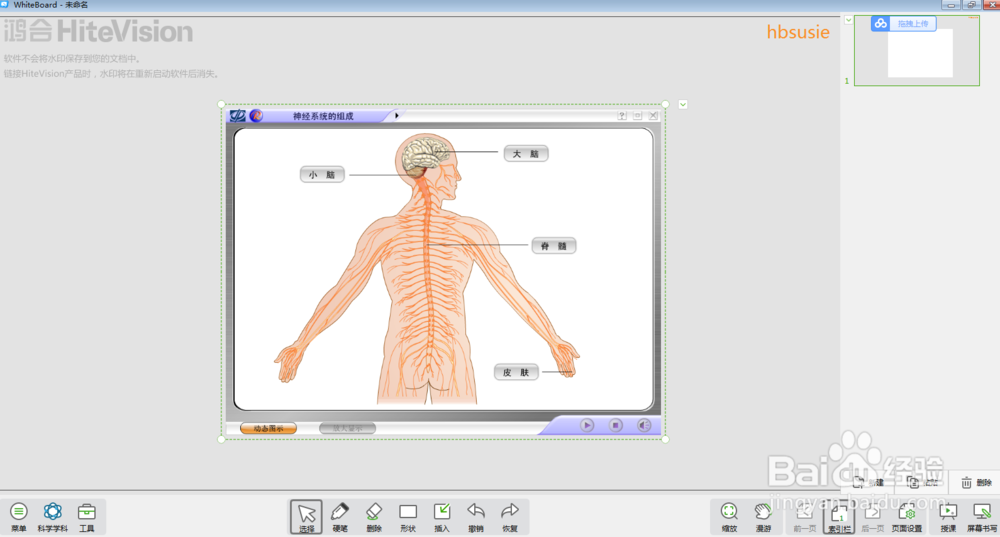 怎样在白板中进行神经系统的组成教学