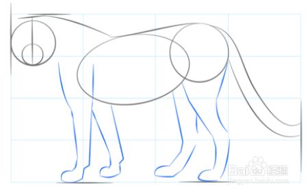 画出猎豹的后腿和前腿.