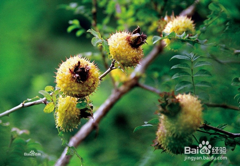 怪异水果大扫盲 奇葩水果都认识吗？（一）