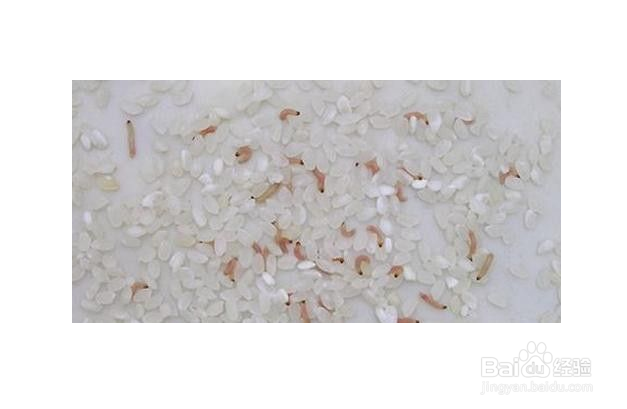 米放久了长虫怎么办