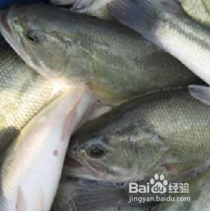 夏天吃什么鱼比较好