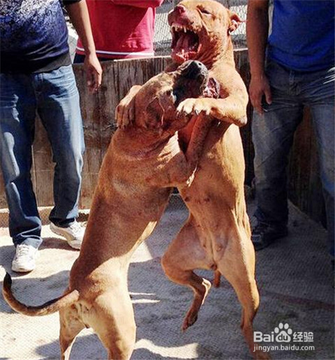 比藏獒还要凶狠强悍的竟是比特犬