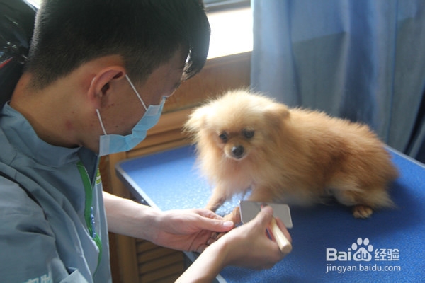 零基础学习宠物美容应该注意什么