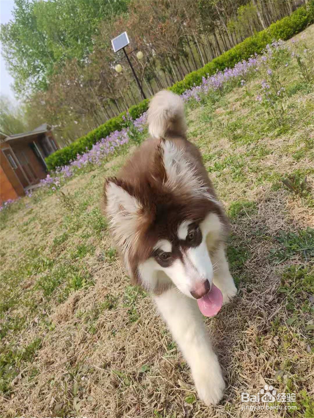 如何教会狗狗定点上厕所