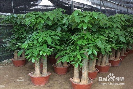 发财树树干萎缩怎么办