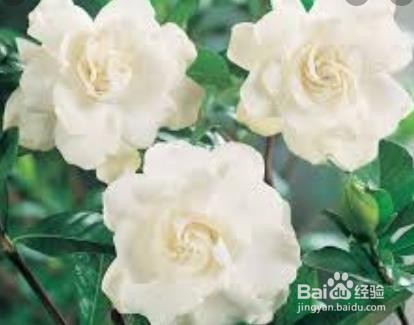 栀子花上有白色的粉状虫子,怎么去除呢