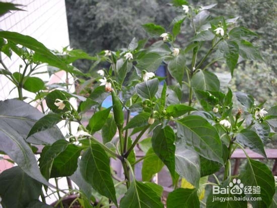 盆栽青椒观赏和食用