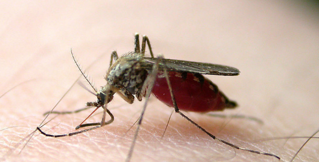 蚊子的血到底是什么颜色啊,急!