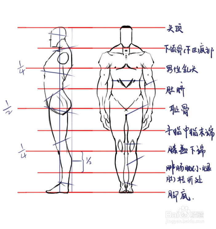 认识人体正常图片