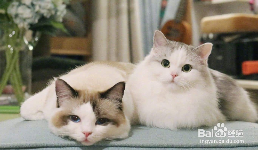 关于猫,有哪些我们并不知道的知识?