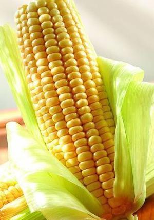 怎样在秋季更好的排毒去脂肪