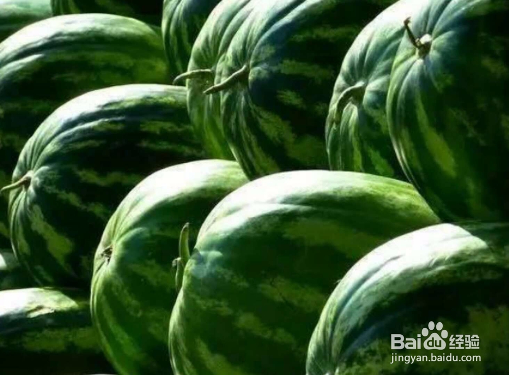 夏季怎么挑选西瓜