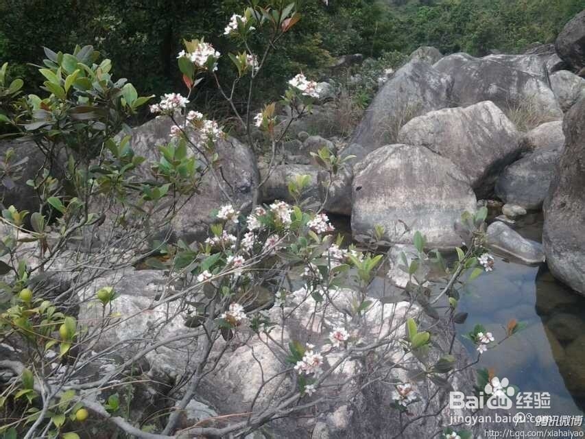 深圳海边杨梅坑山海天然潭农家乐游玩攻略分享