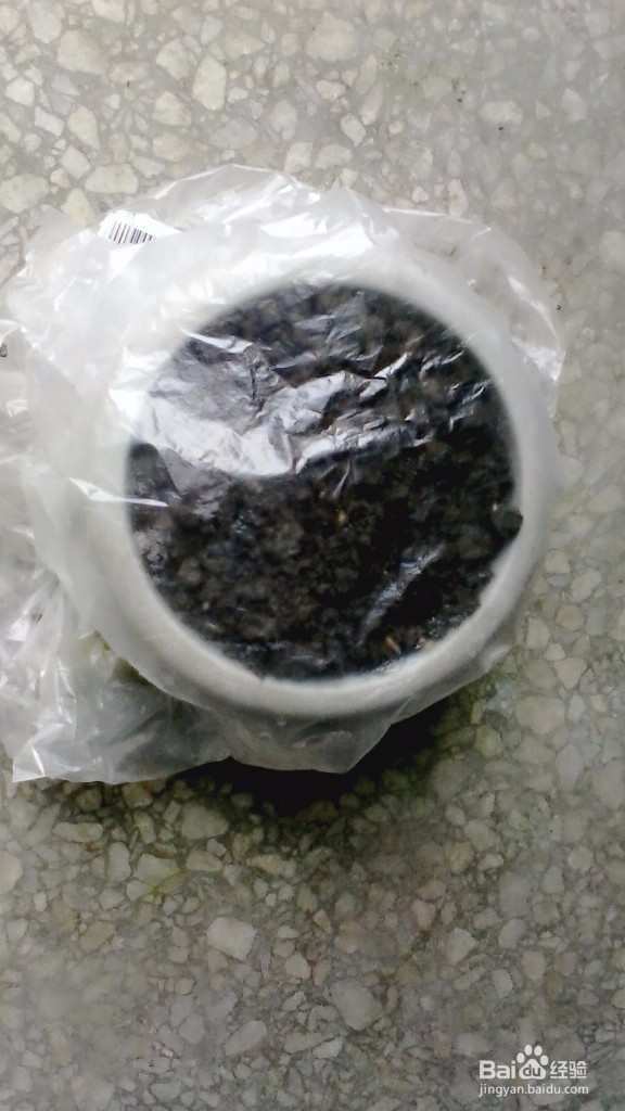 小盆如何培育指甲花