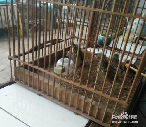 窝勒鸟怎么养