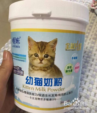 刚出生的猫咪怎么养活