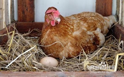怎么让母鸡抱窝孵小鸡