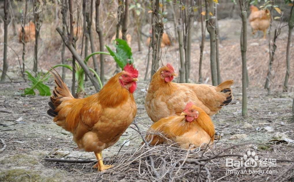 8种巨毒肉类吃了夺命